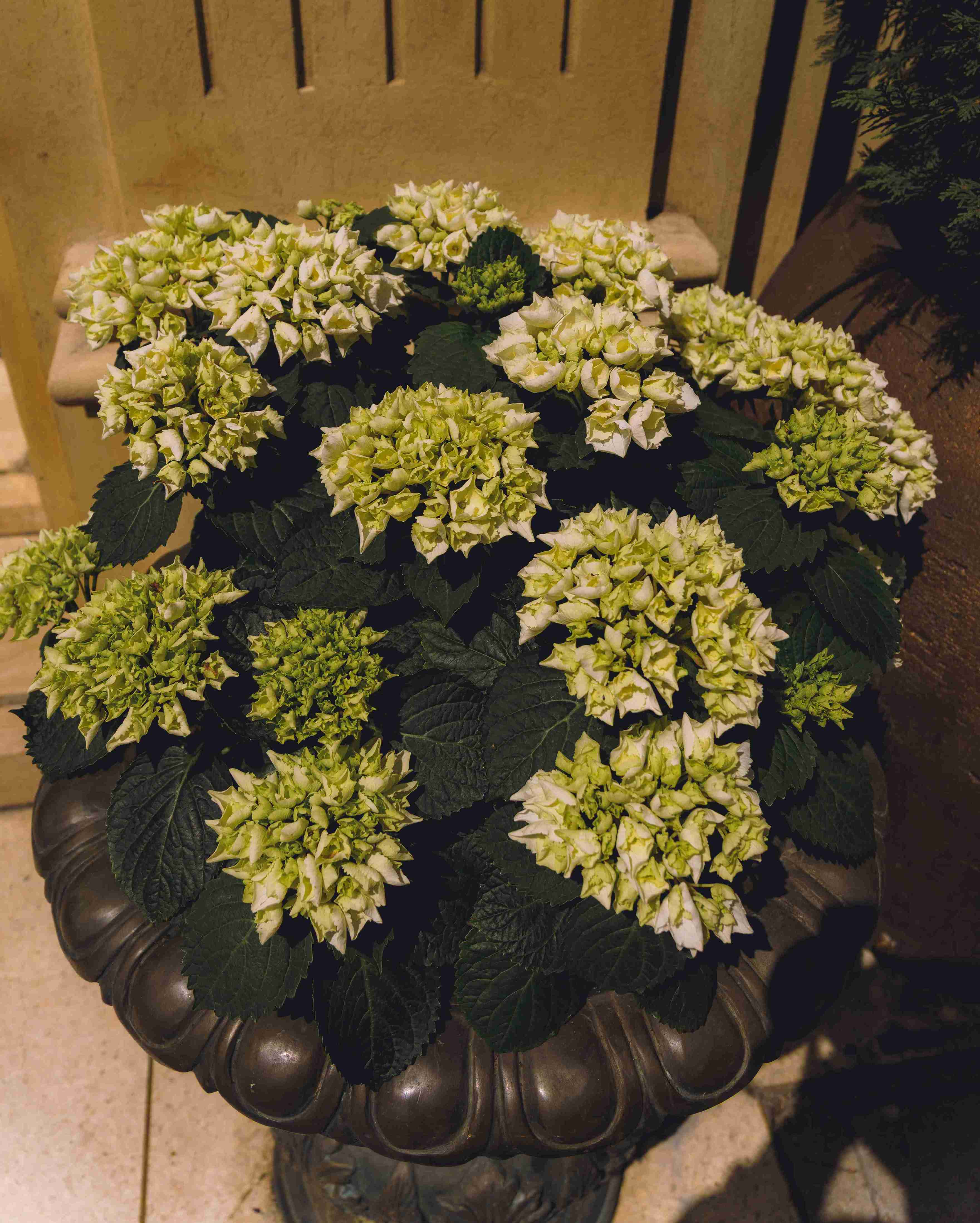 Bunch of White Flowers (Close)